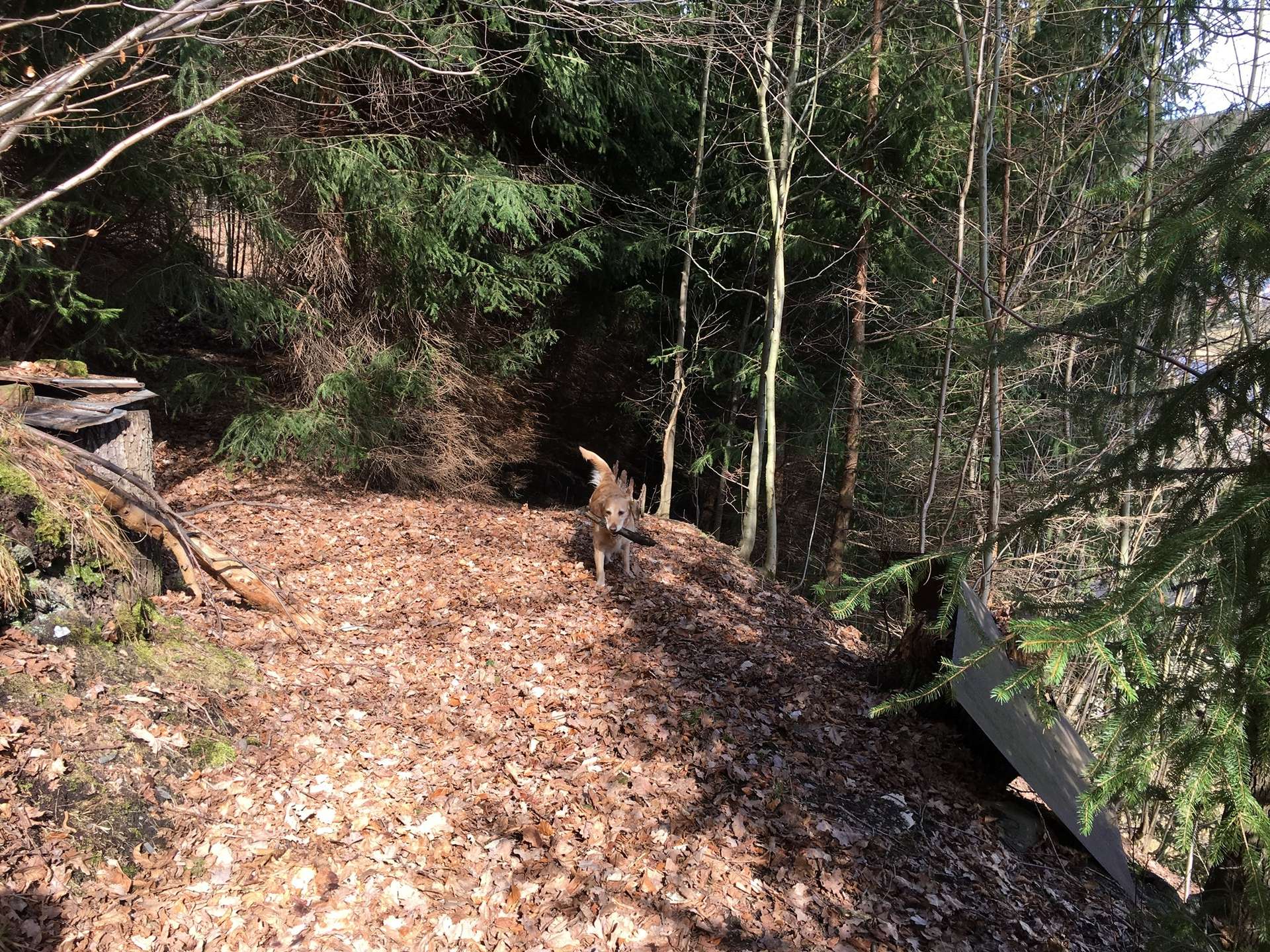 sich anschließender Wald