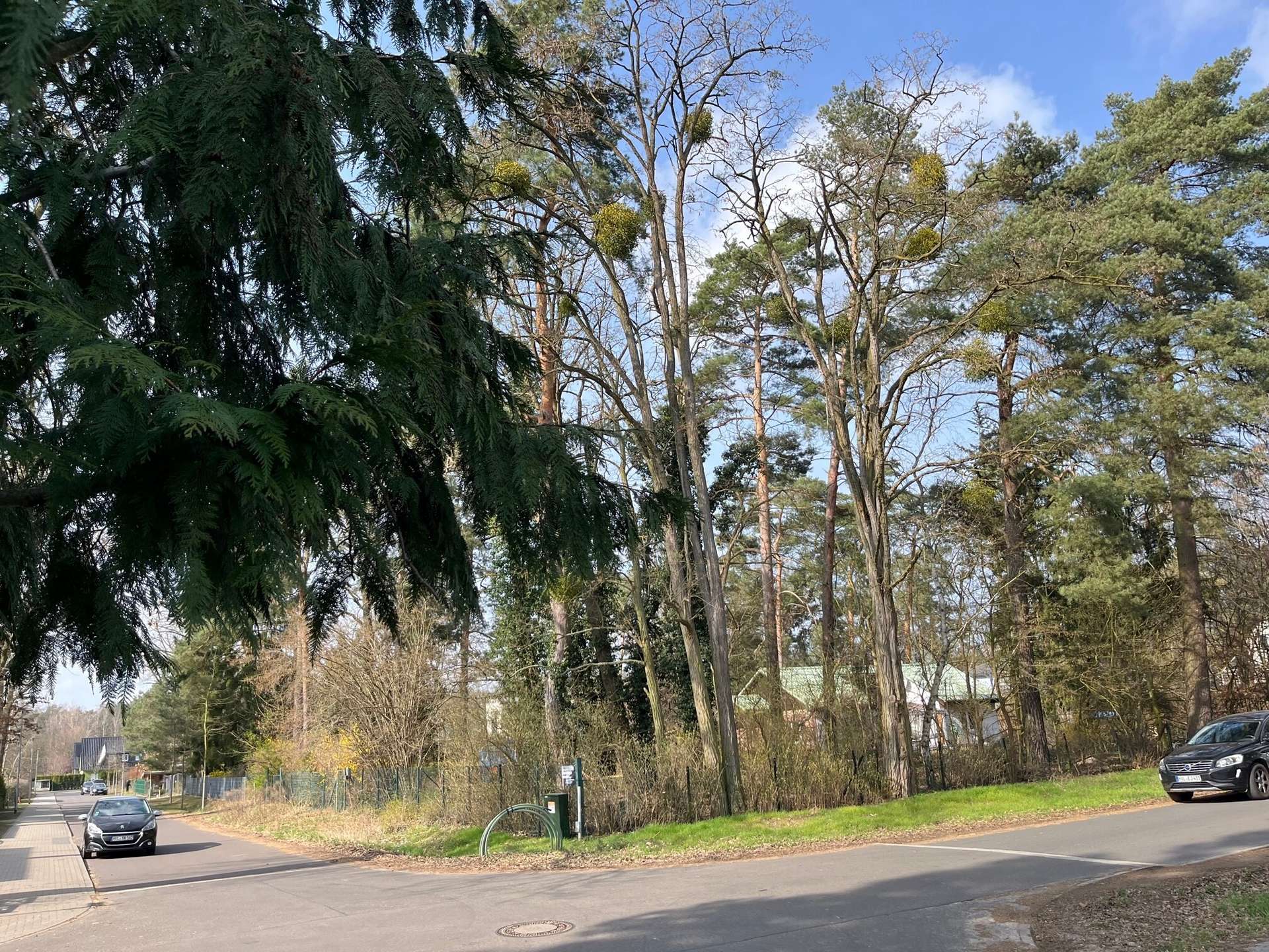 Umgebung alter Baumbestand, Falkensee (Falkensee)